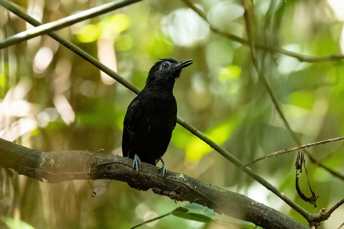 White-shouldered Antbird - Thibaud Aronson