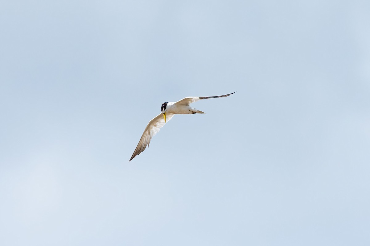 Yellow-billed Tern - Thibaud Aronson