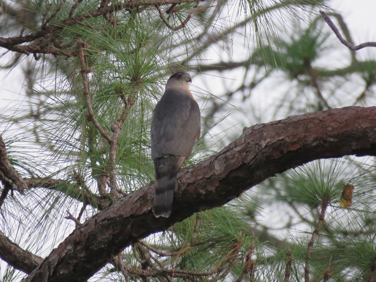 Cooper's Hawk - ML512586891