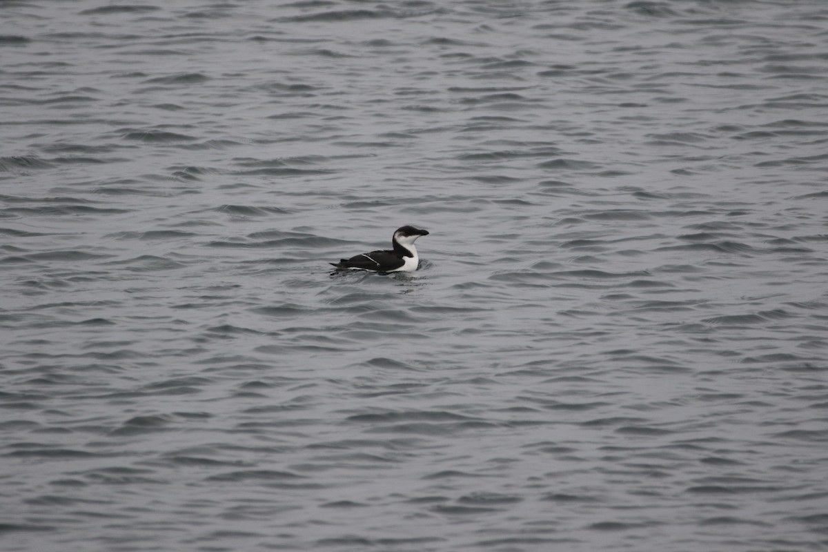 Razorbill - ML512587121