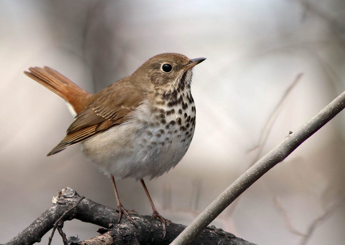 Hermit Thrush - Yves Gauthier (Mtl)