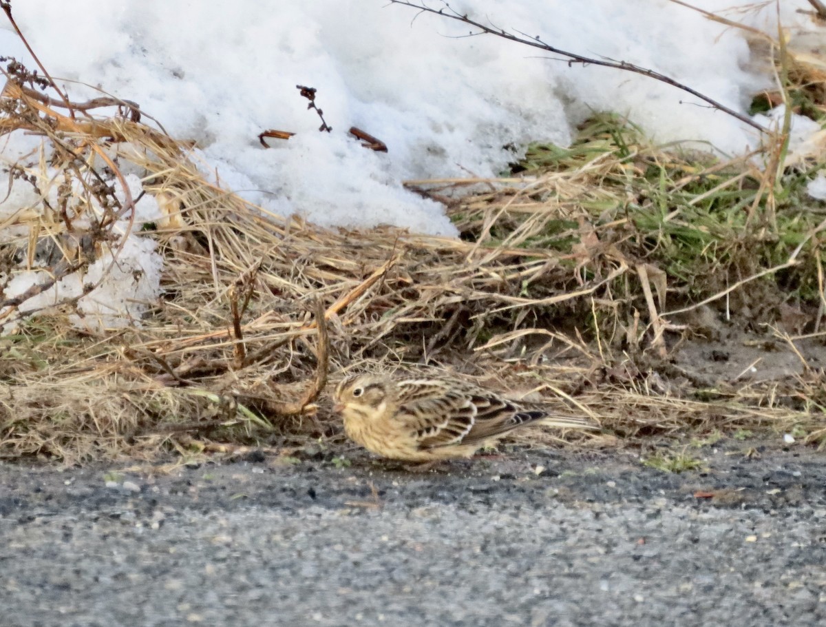 Smith's Longspur - ML512587311