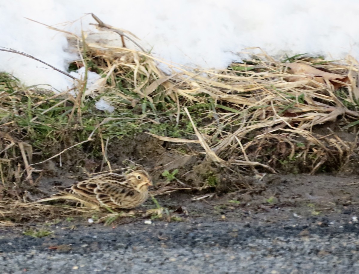 Smith's Longspur - ML512587321