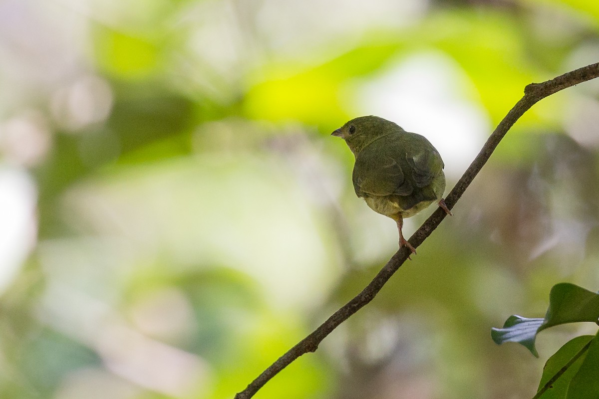 White-bearded Manakin - ML51258831