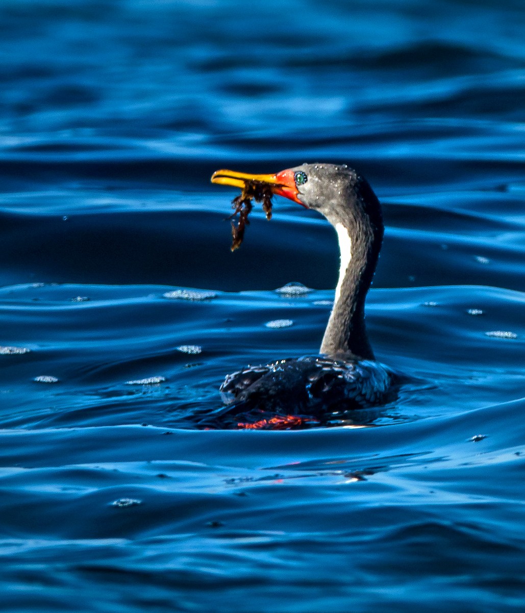 Red-legged Cormorant - ML512589311