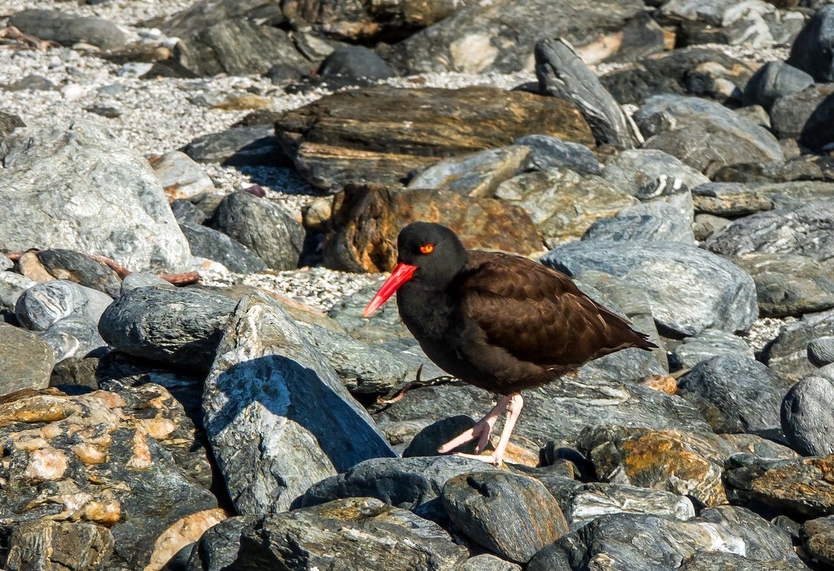 Blackish Oystercatcher - ML512589511