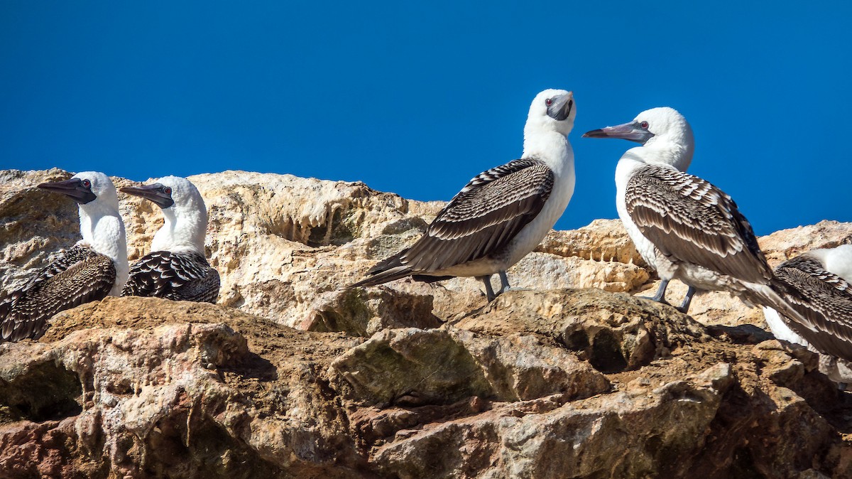 Peruvian Booby - ML512589651