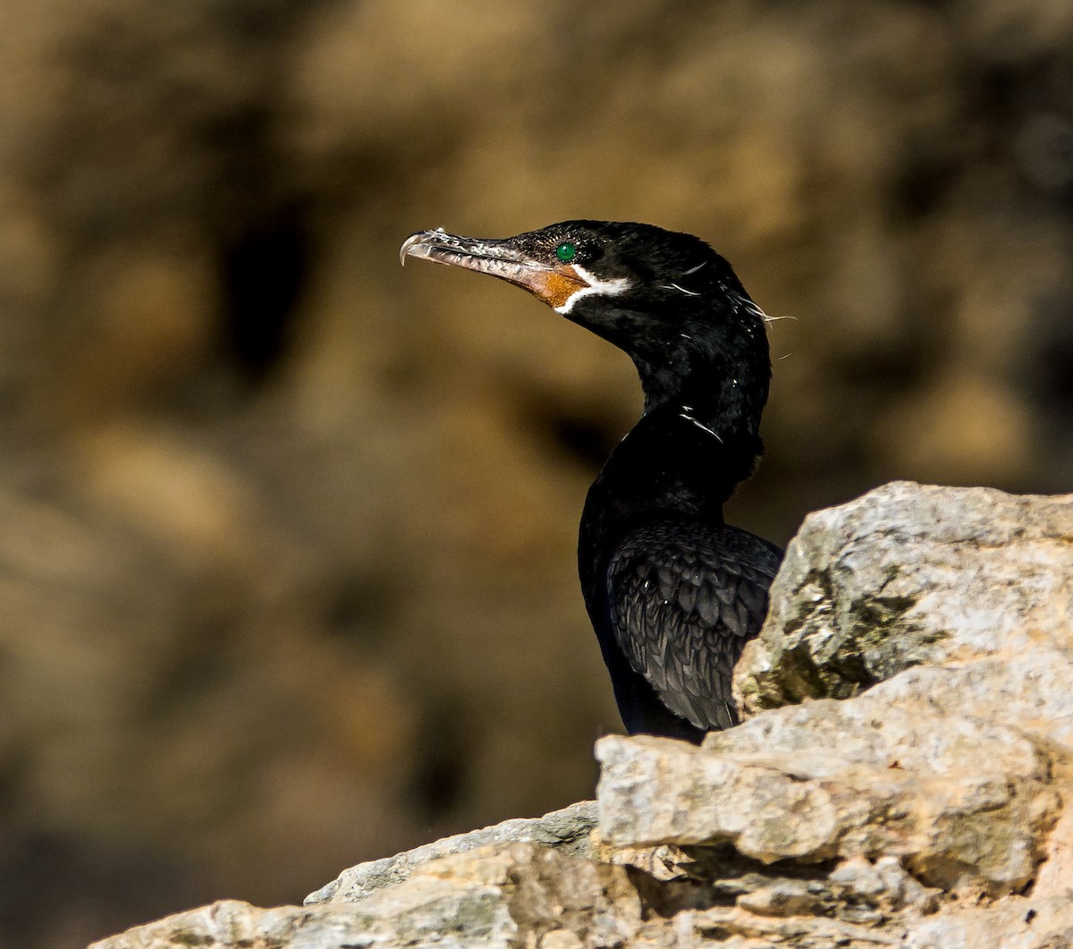 Cormorán Biguá - ML512589681