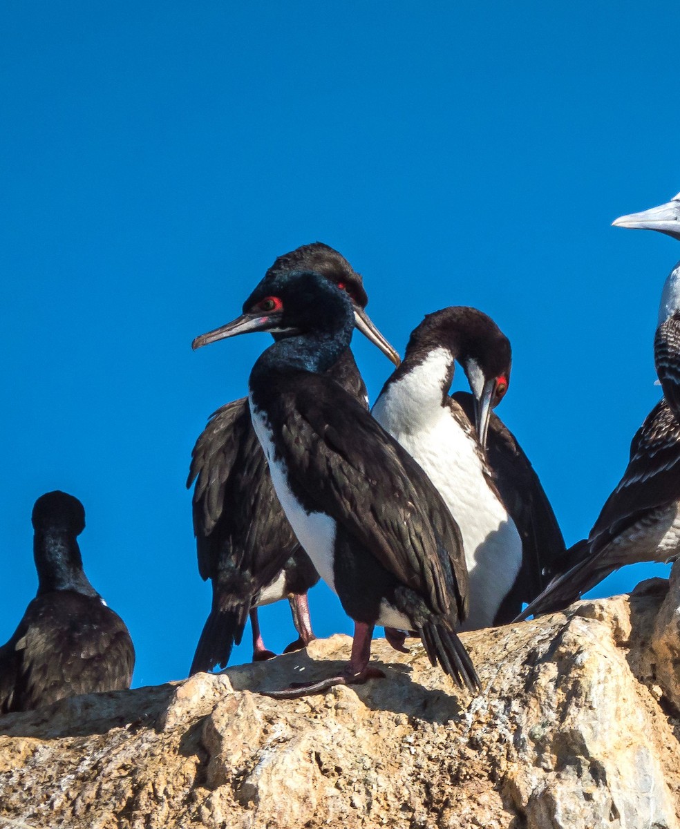 Cormorán Guanay - ML512589811