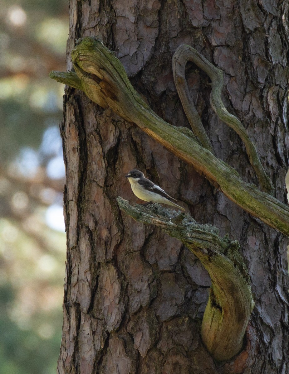 European Pied Flycatcher - Prairie Birder