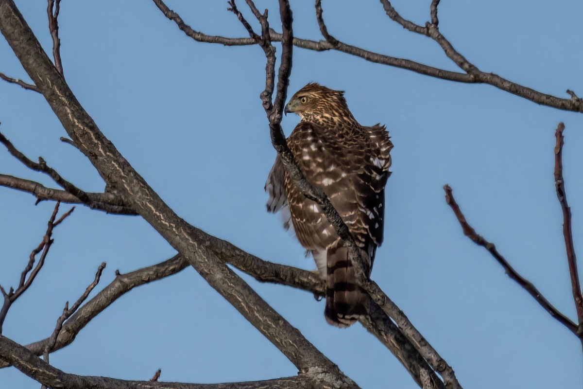 Cooper's Hawk - Joshua Malbin