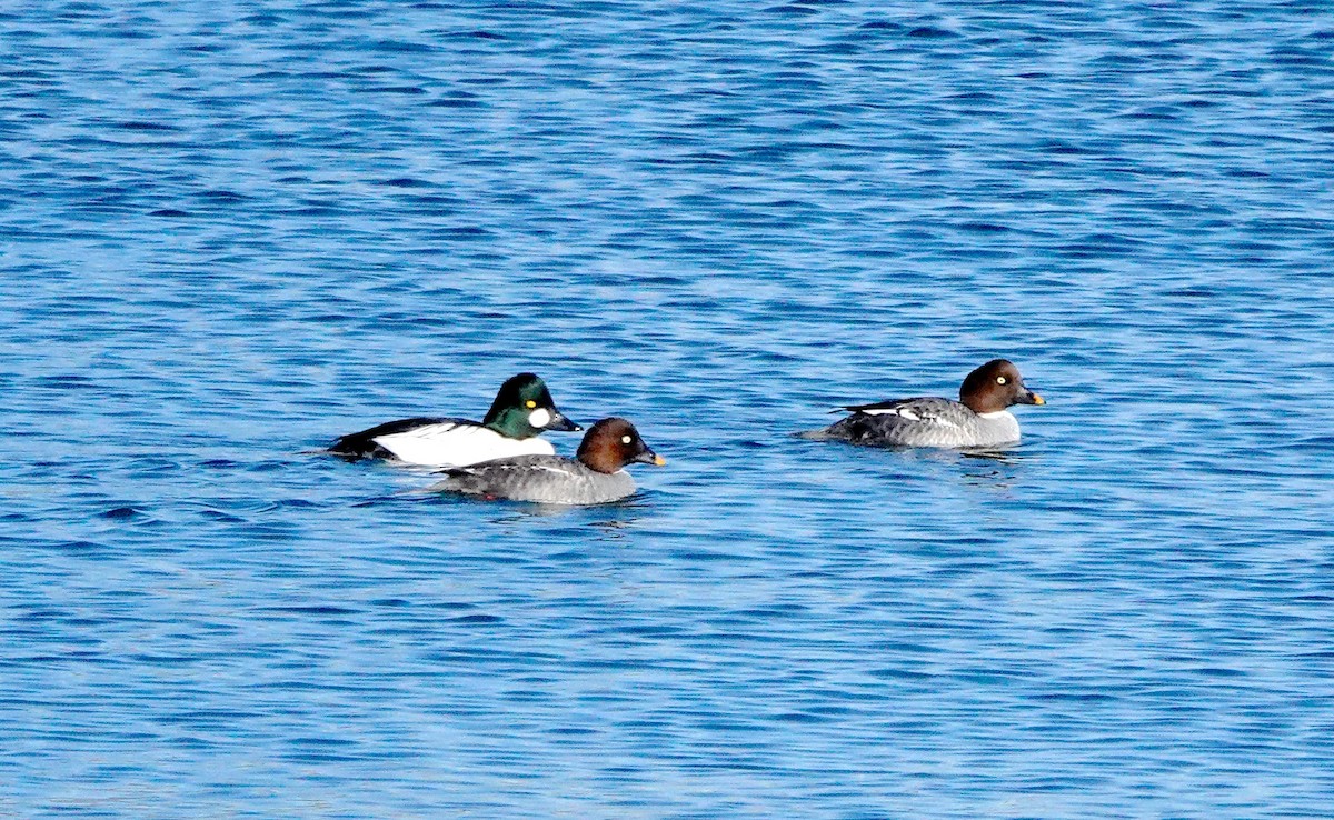 Common Goldeneye - ML512593731