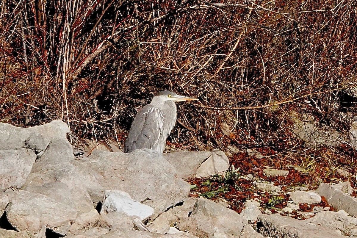 Great Blue Heron - ML512593831