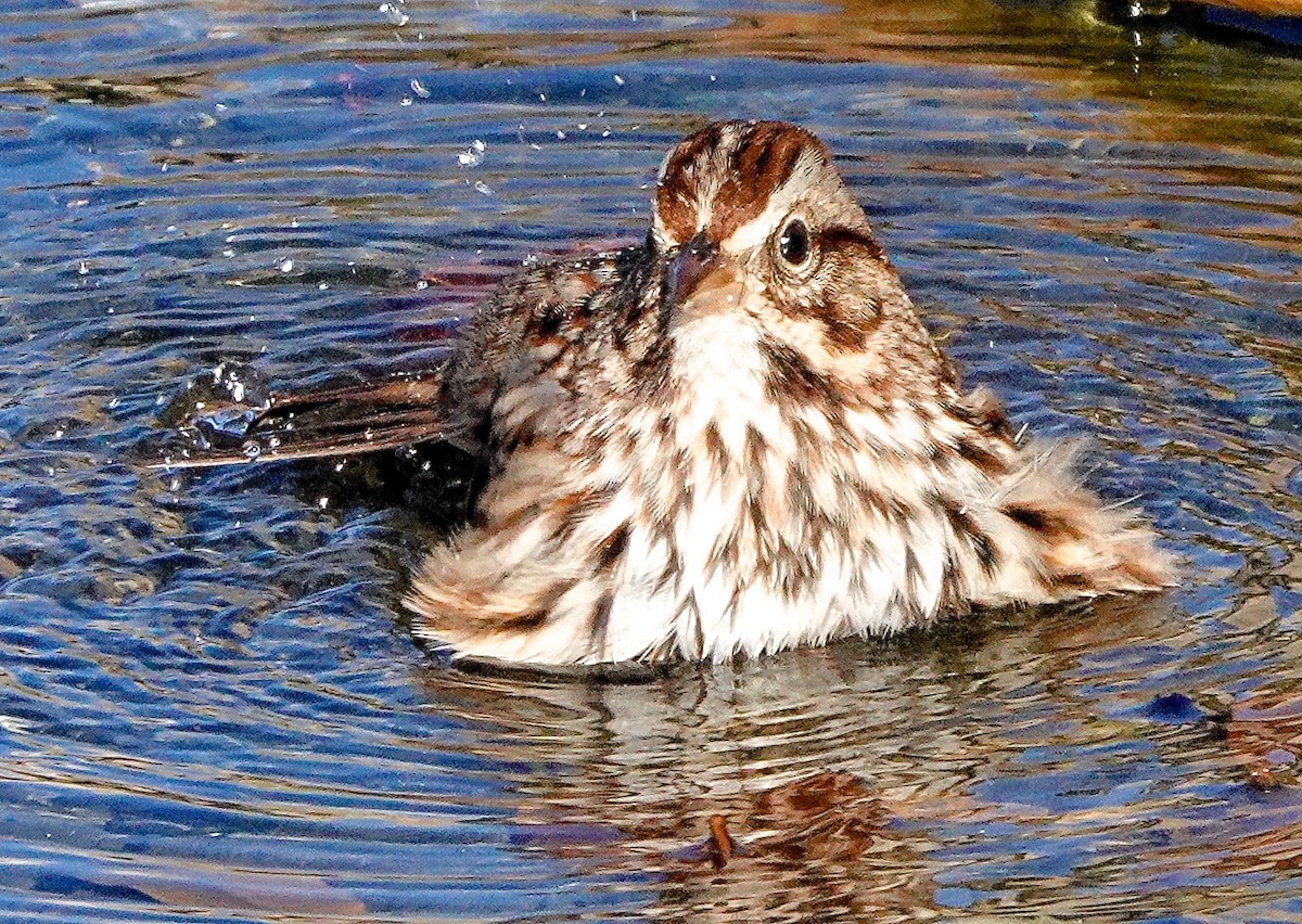 Song Sparrow - ML512594041