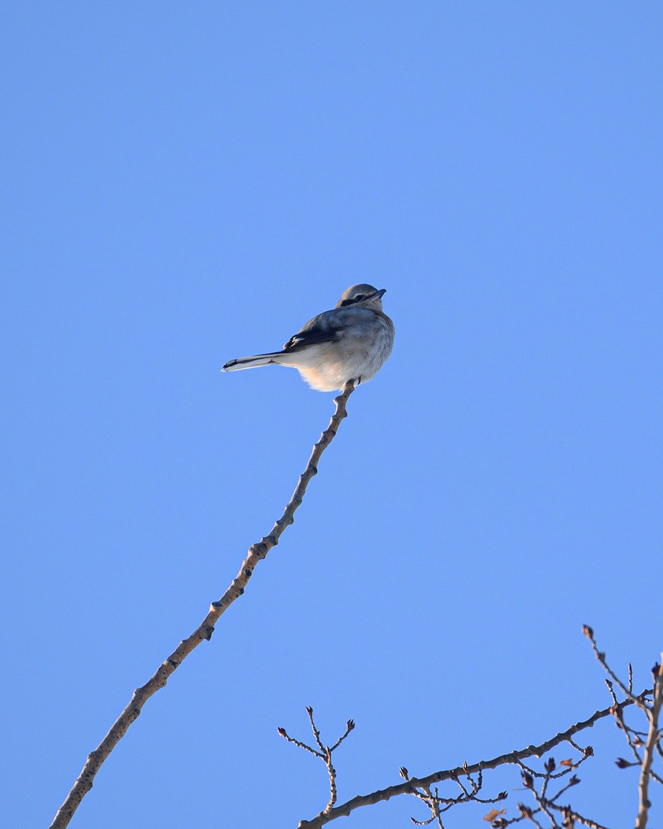 Northern Shrike - Khoi Nguyen