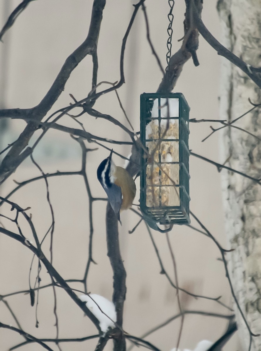 Red-breasted Nuthatch - ML512594971