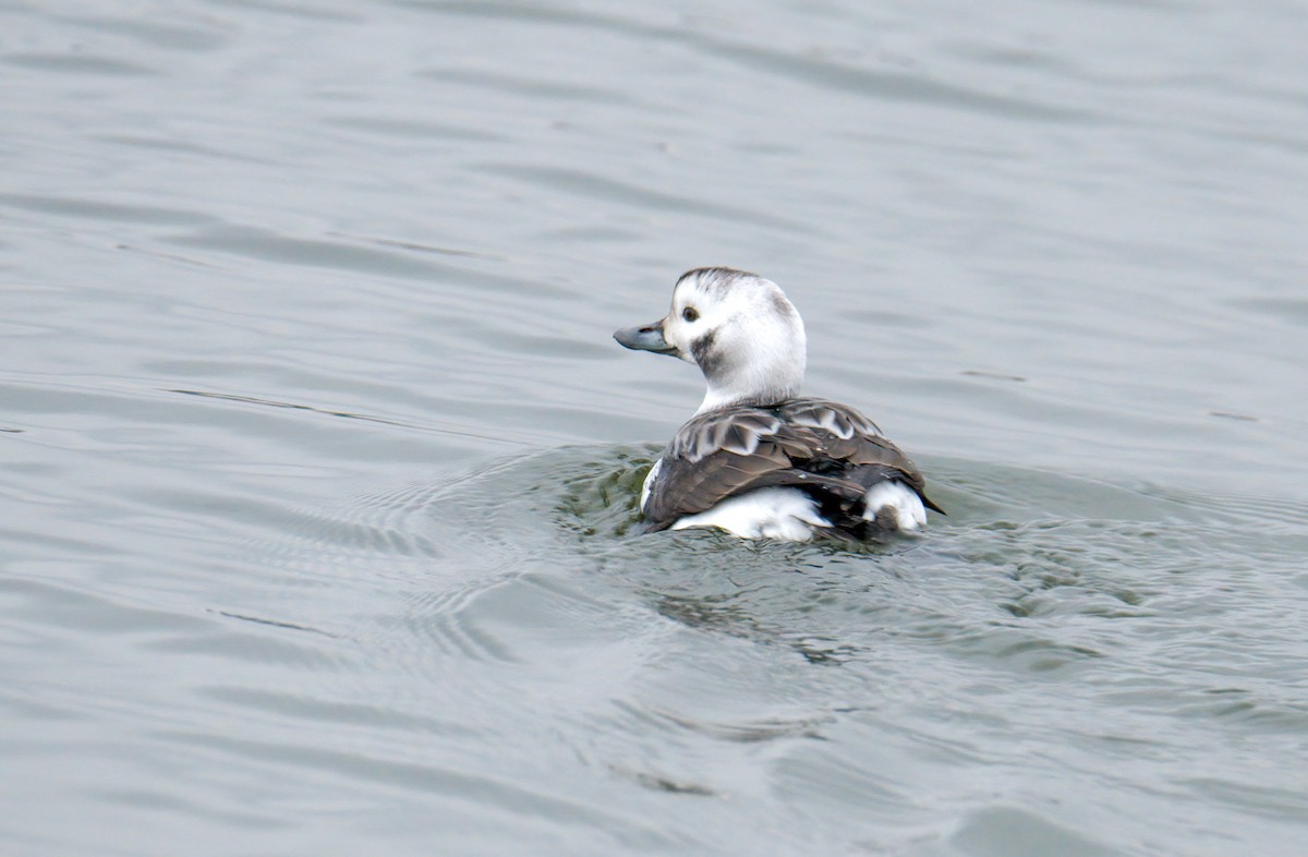 Long-tailed Duck - ML512595731