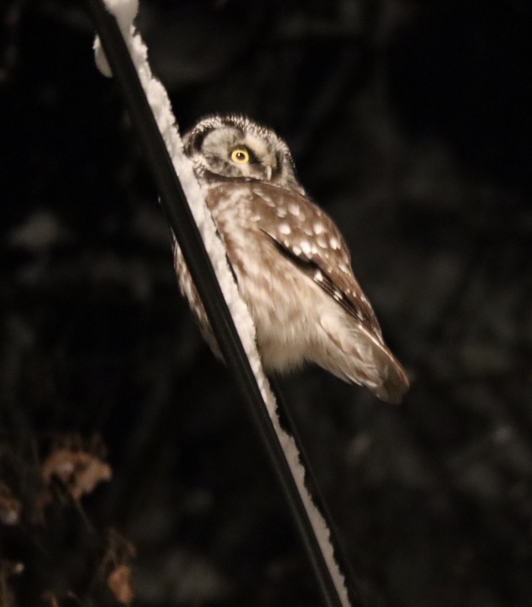 Boreal Owl - ML512595771