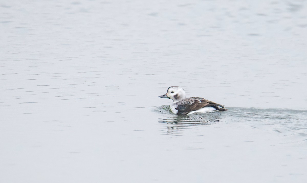 Long-tailed Duck - ML512595791