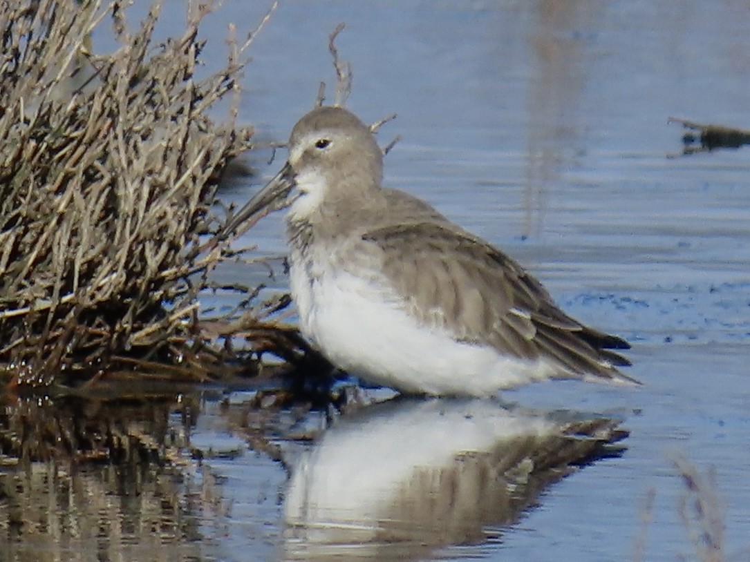 Alpenstrandläufer - ML512597881