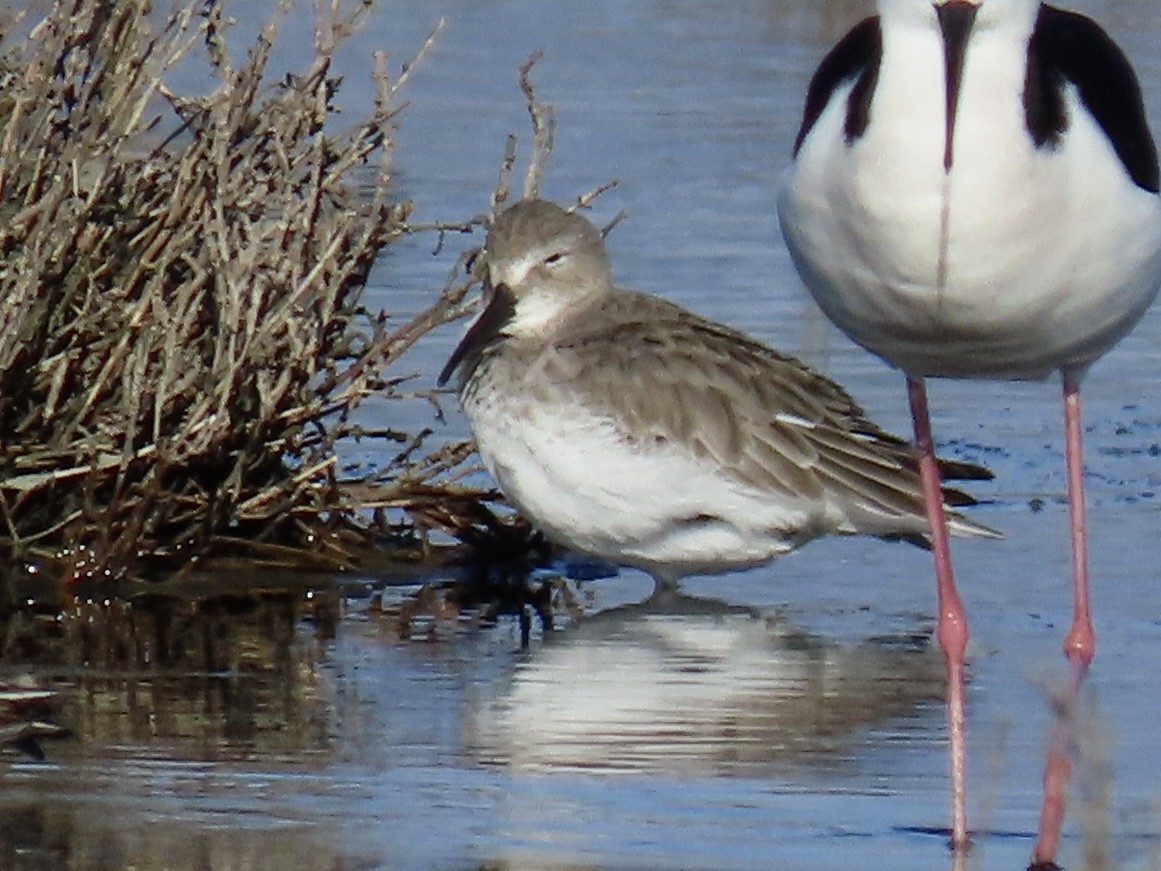 Alpenstrandläufer - ML512597891