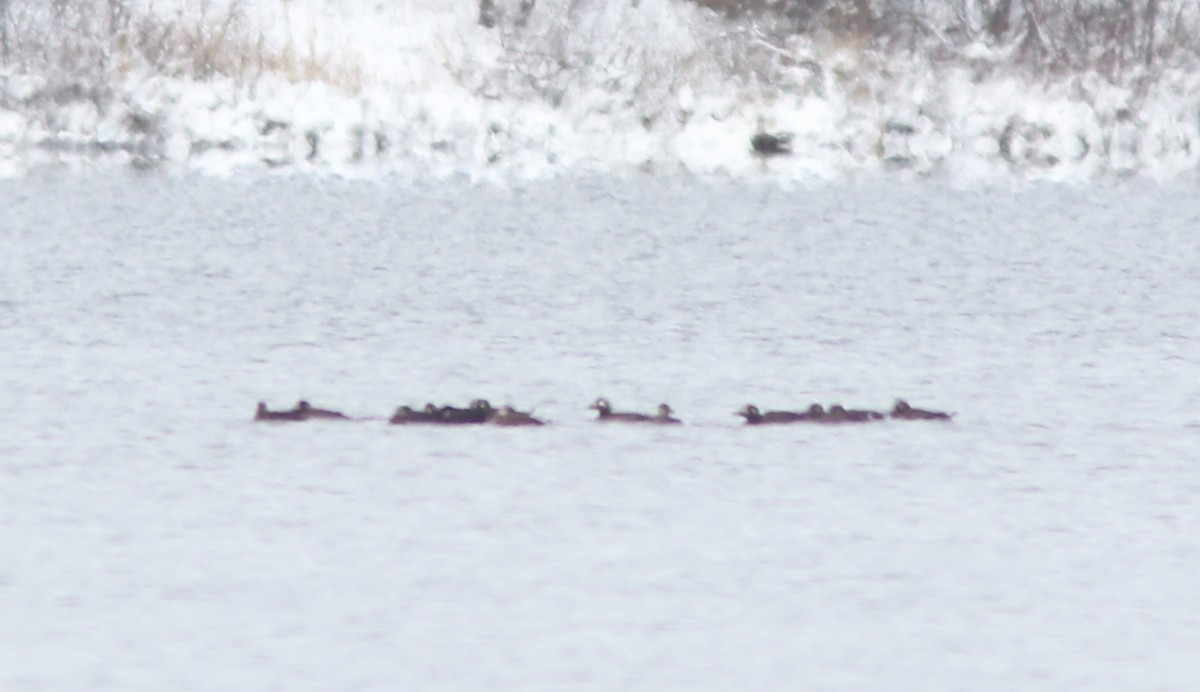 Surf Scoter - Real Gauthier