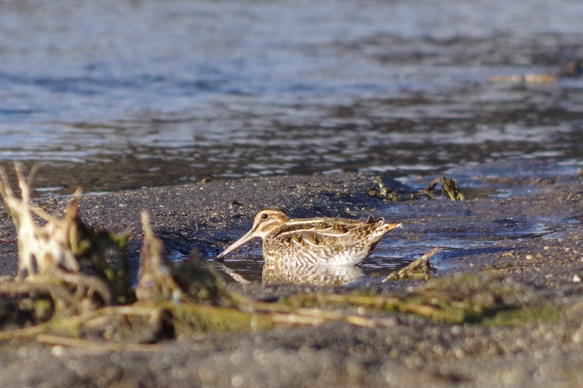 Wilson's Snipe - ML512598961