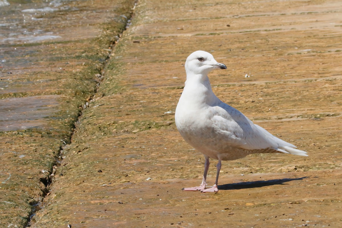 Iceland Gull - ML512600521