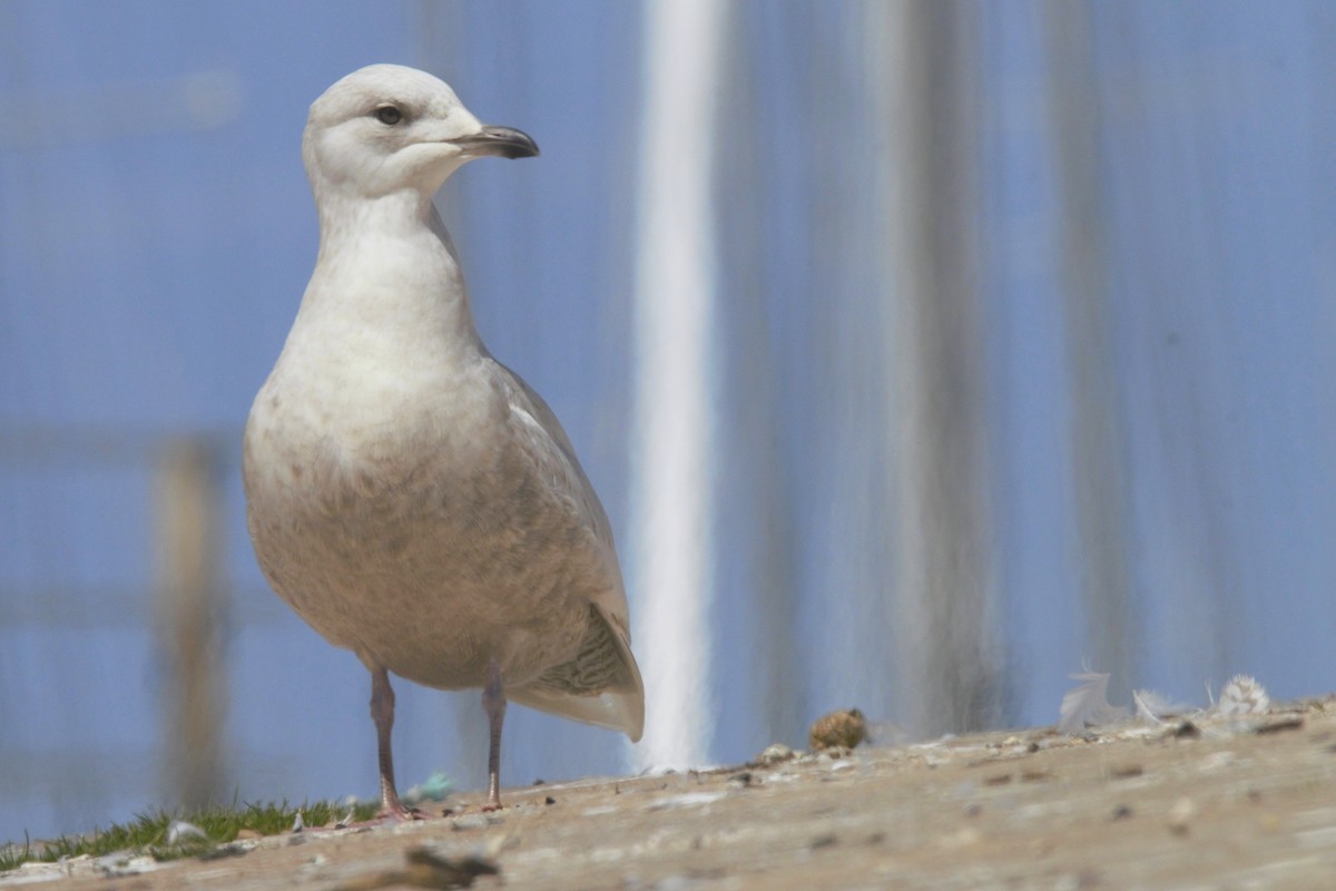 Iceland Gull - ML512600531