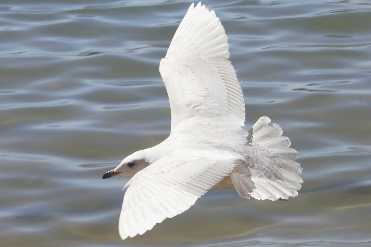 Iceland Gull - ML512600541