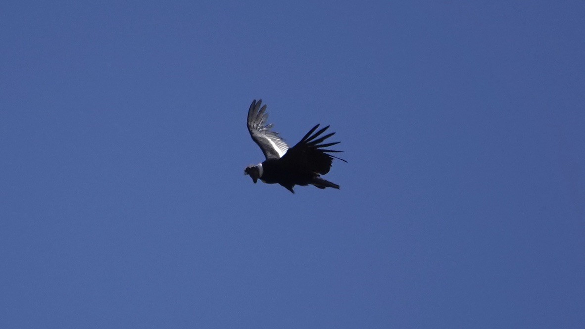 Andean Condor - ML512600731