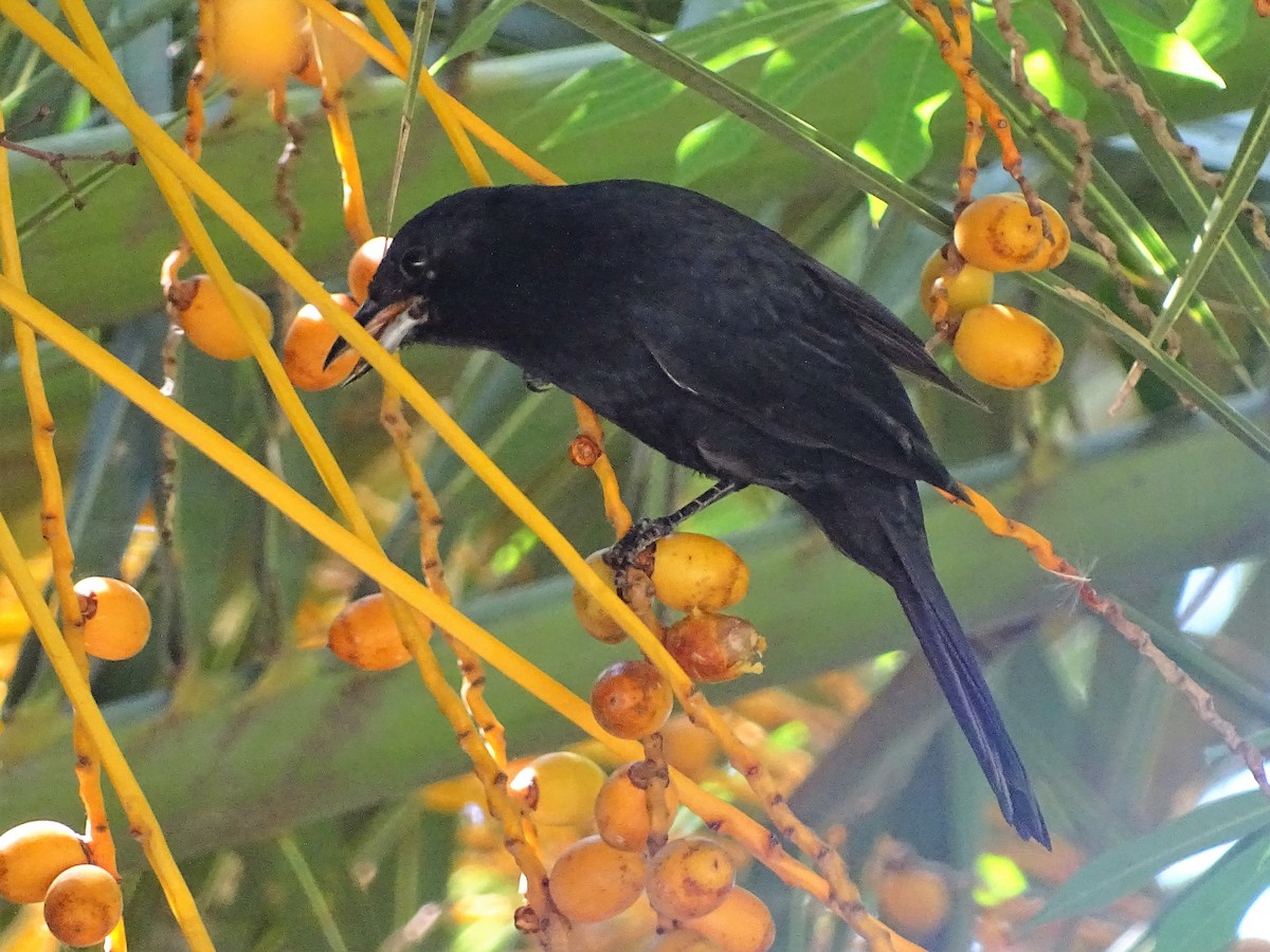 White-lined Tanager - ADRIAN GRILLI