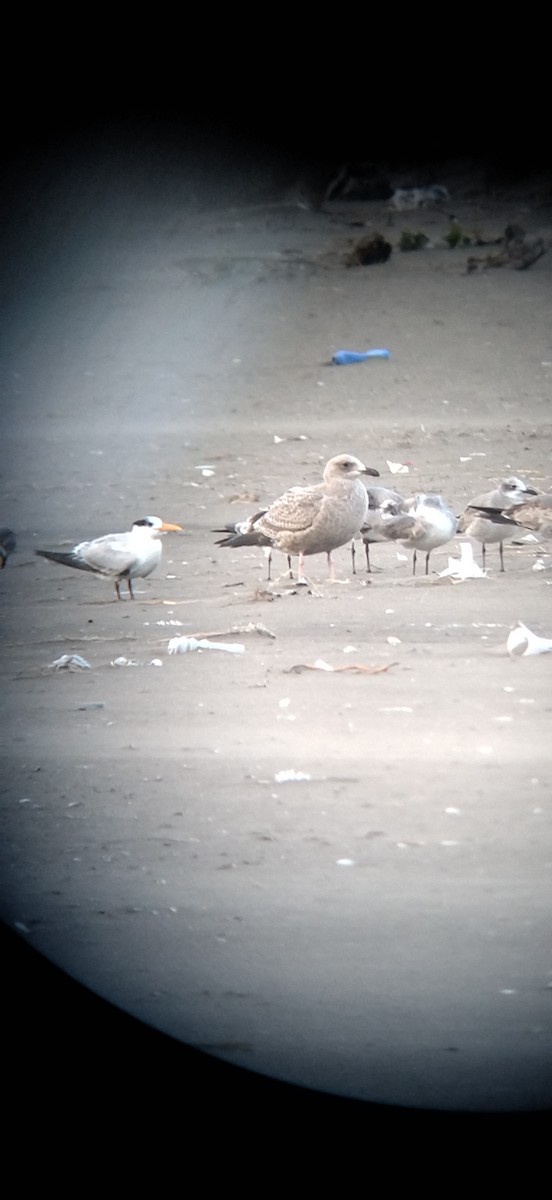 American Herring Gull - ML512600831