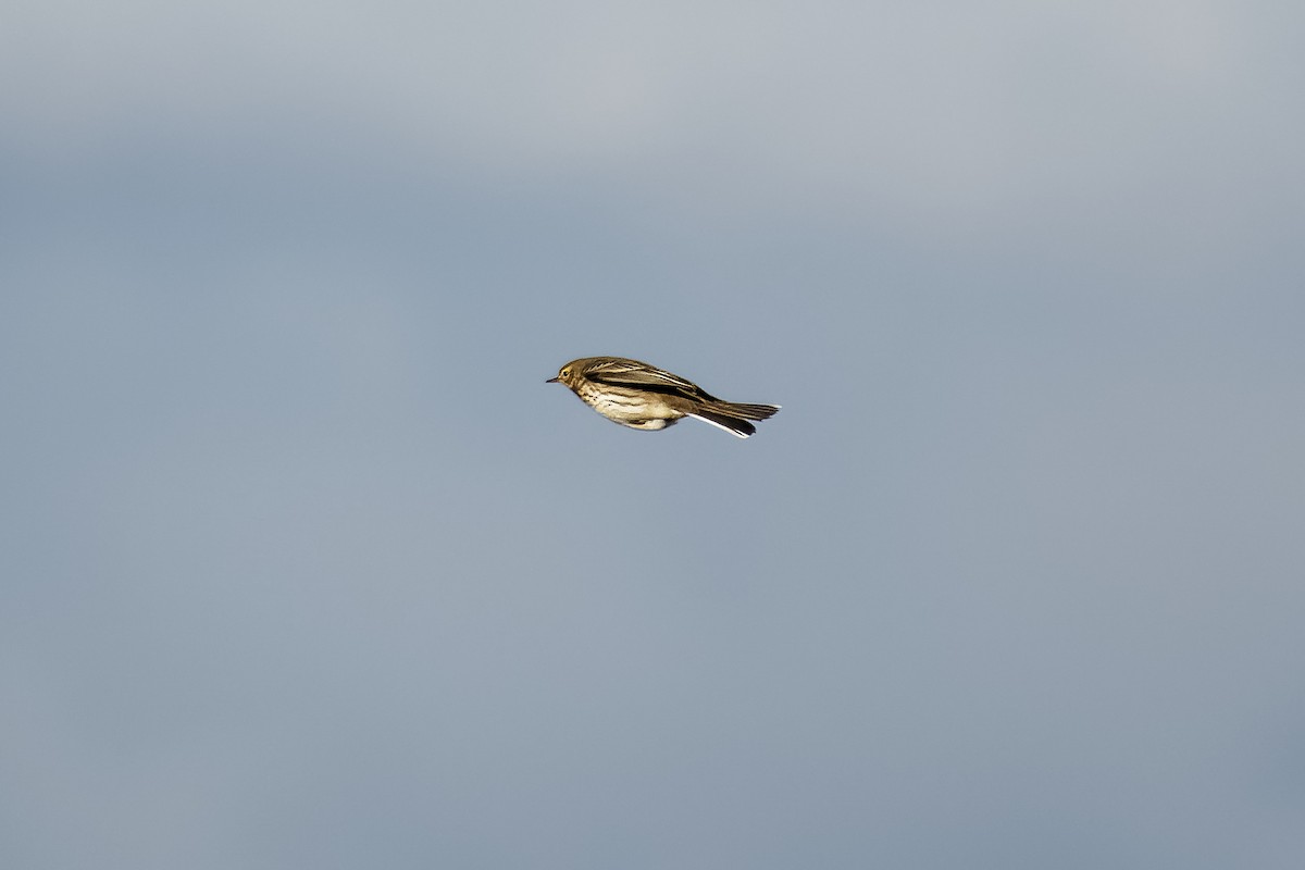 American Pipit - ML512601161