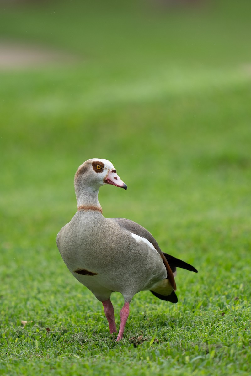 Egyptian Goose - ML512601271