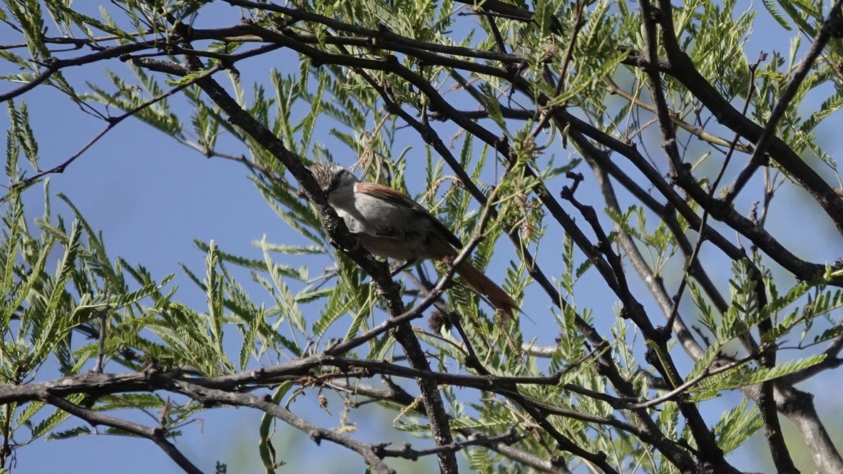 Stripe-crowned Spinetail - ML512601491