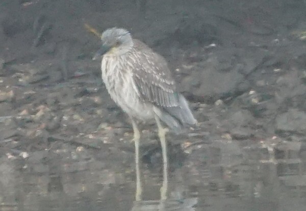 Yellow-crowned Night Heron - ML512601621