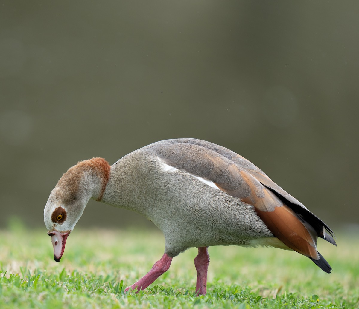 Egyptian Goose - KMJ Bird