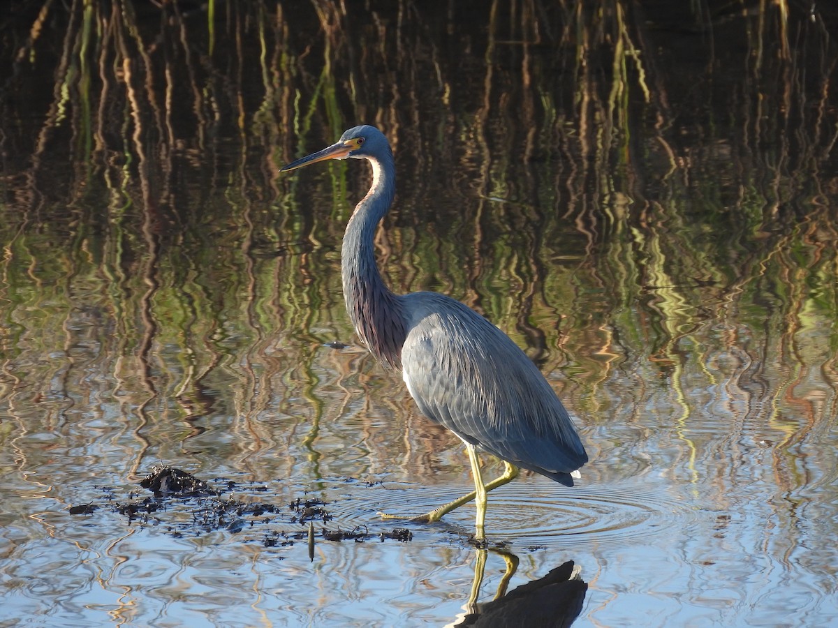 Tricolored Heron - ML512602371