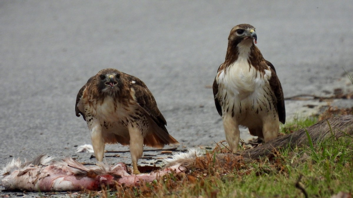Red-tailed Hawk - ML512602401