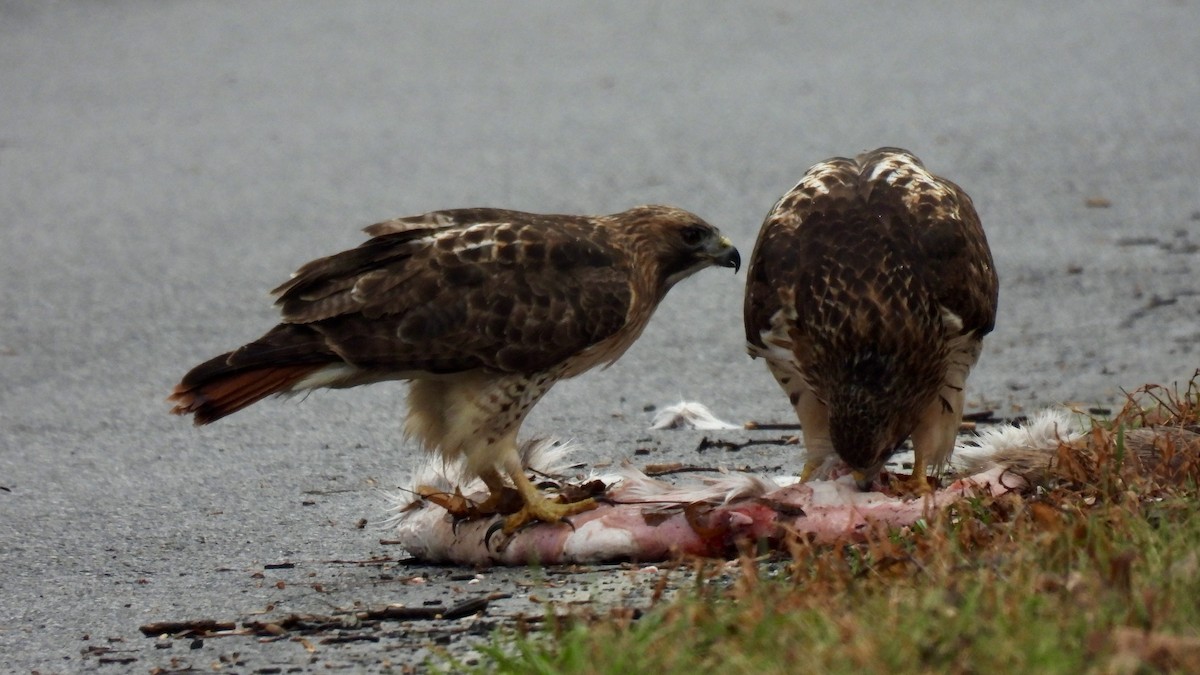 Red-tailed Hawk - Keith Eric Costley