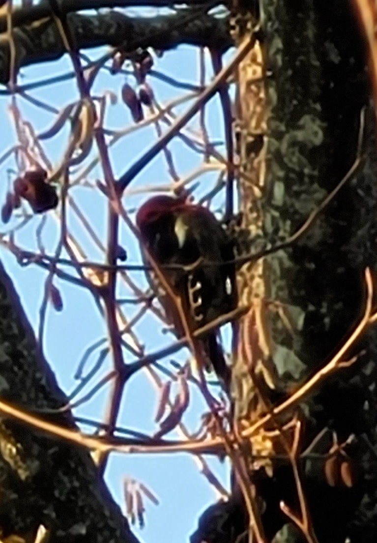 Red-breasted Sapsucker - ML512602851