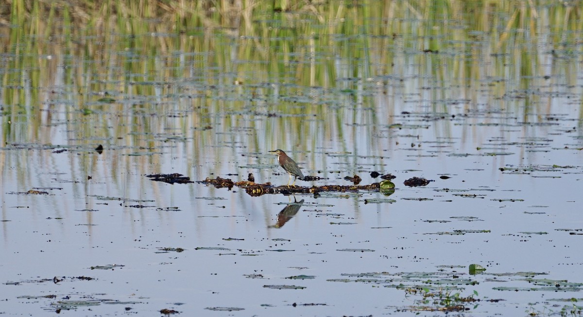 Green Heron - ML512602901