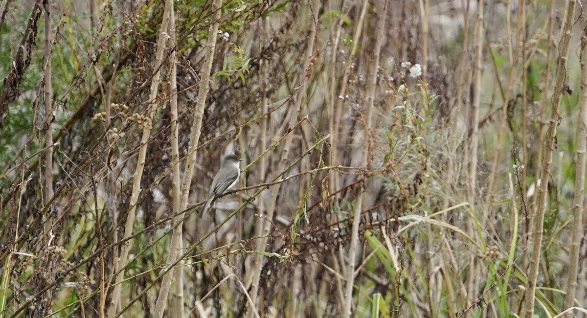 Eastern Phoebe - ML512603031