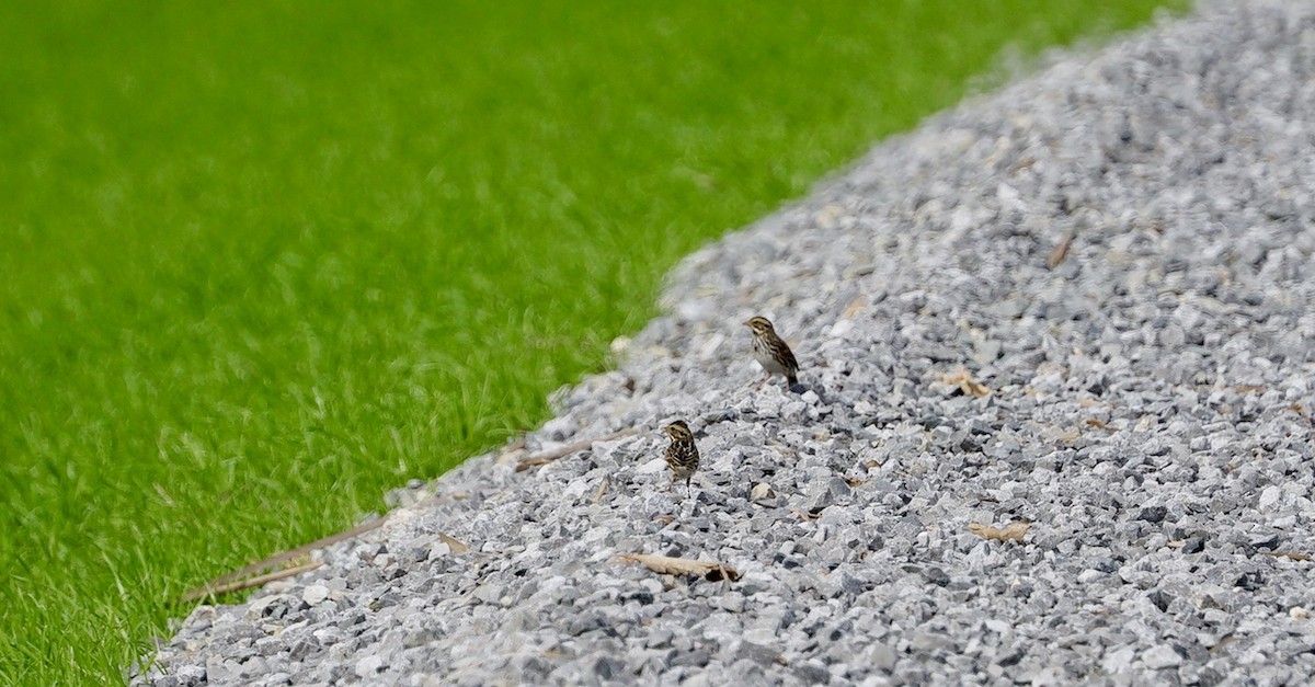 Savannah Sparrow - ML512603131