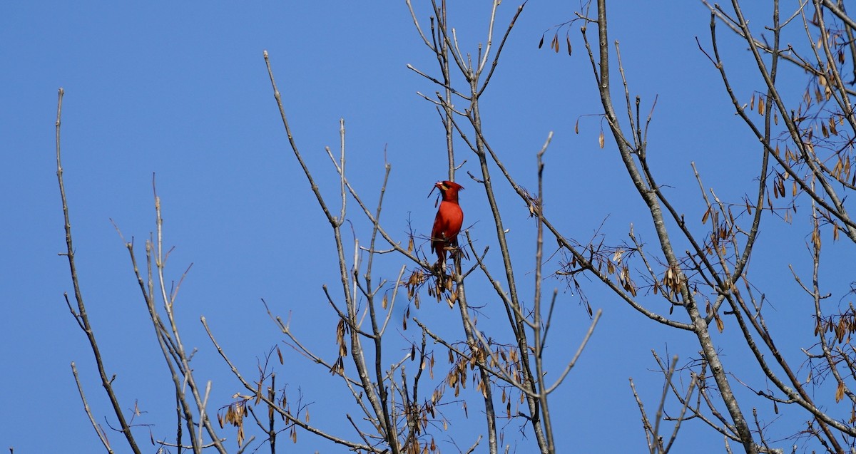 Northern Cardinal - ML512603441