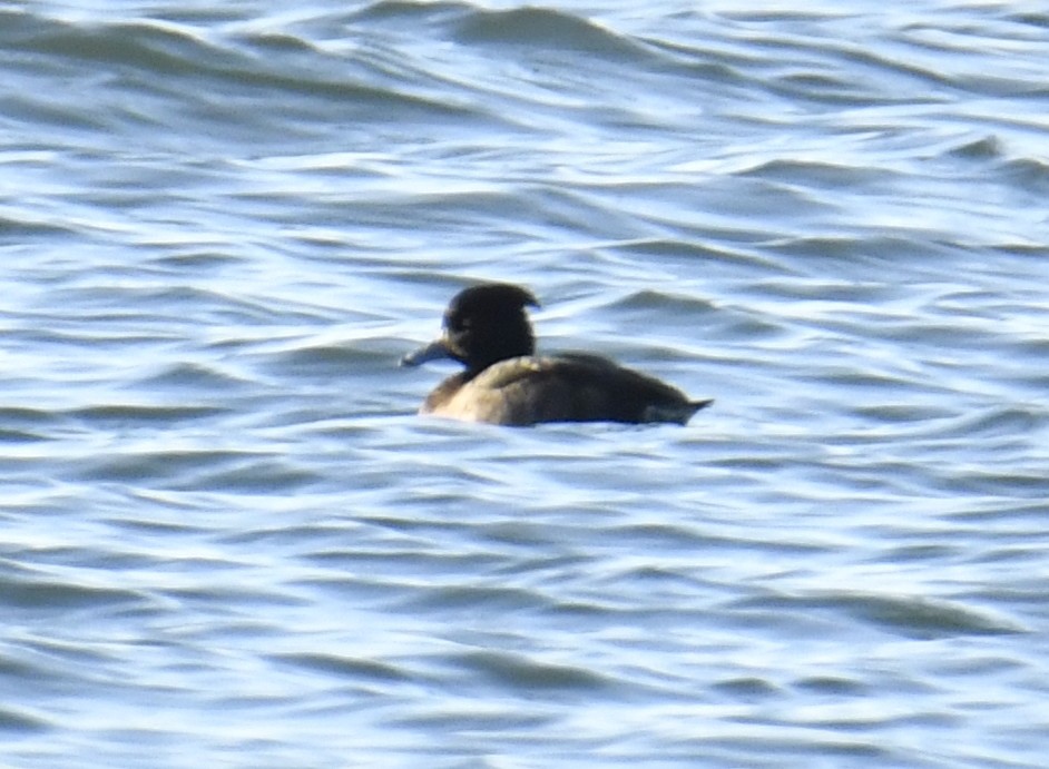 Tufted Duck - David Chernack