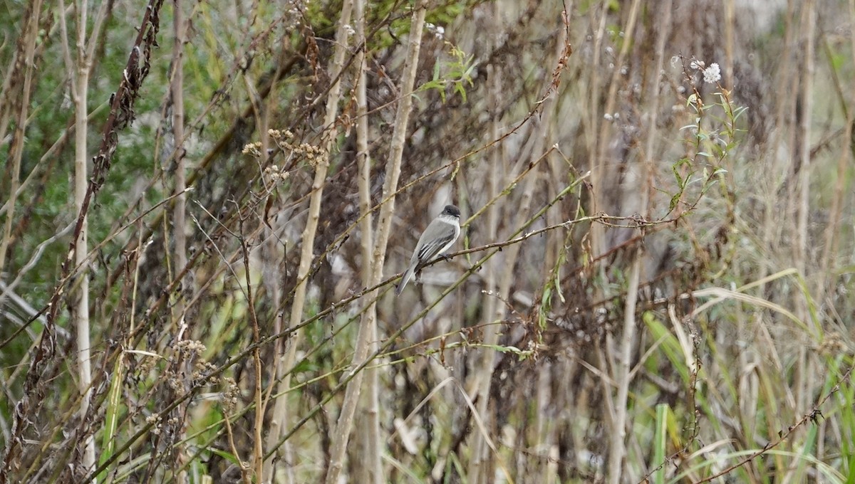 Eastern Phoebe - ML512604091