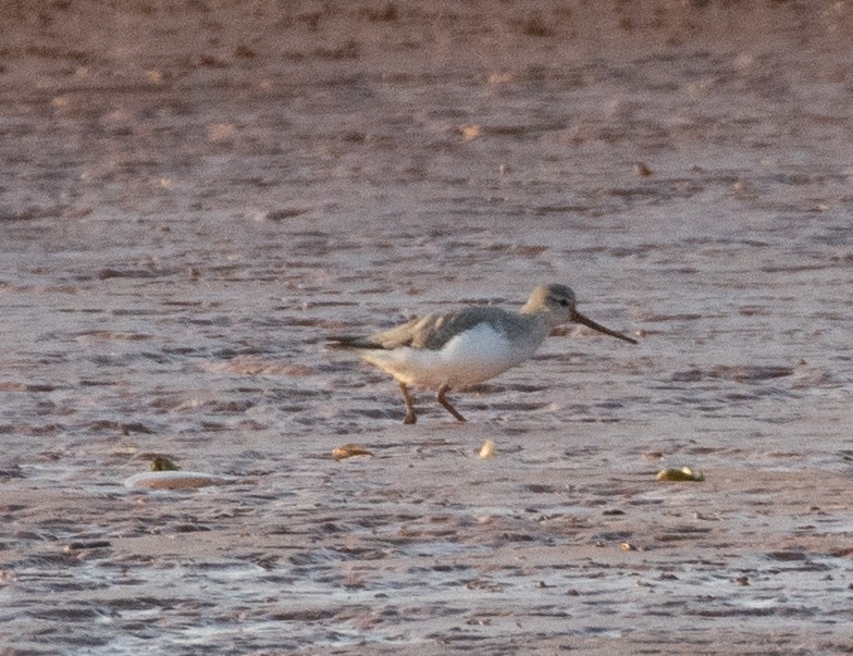 Terek Sandpiper - ML512604311