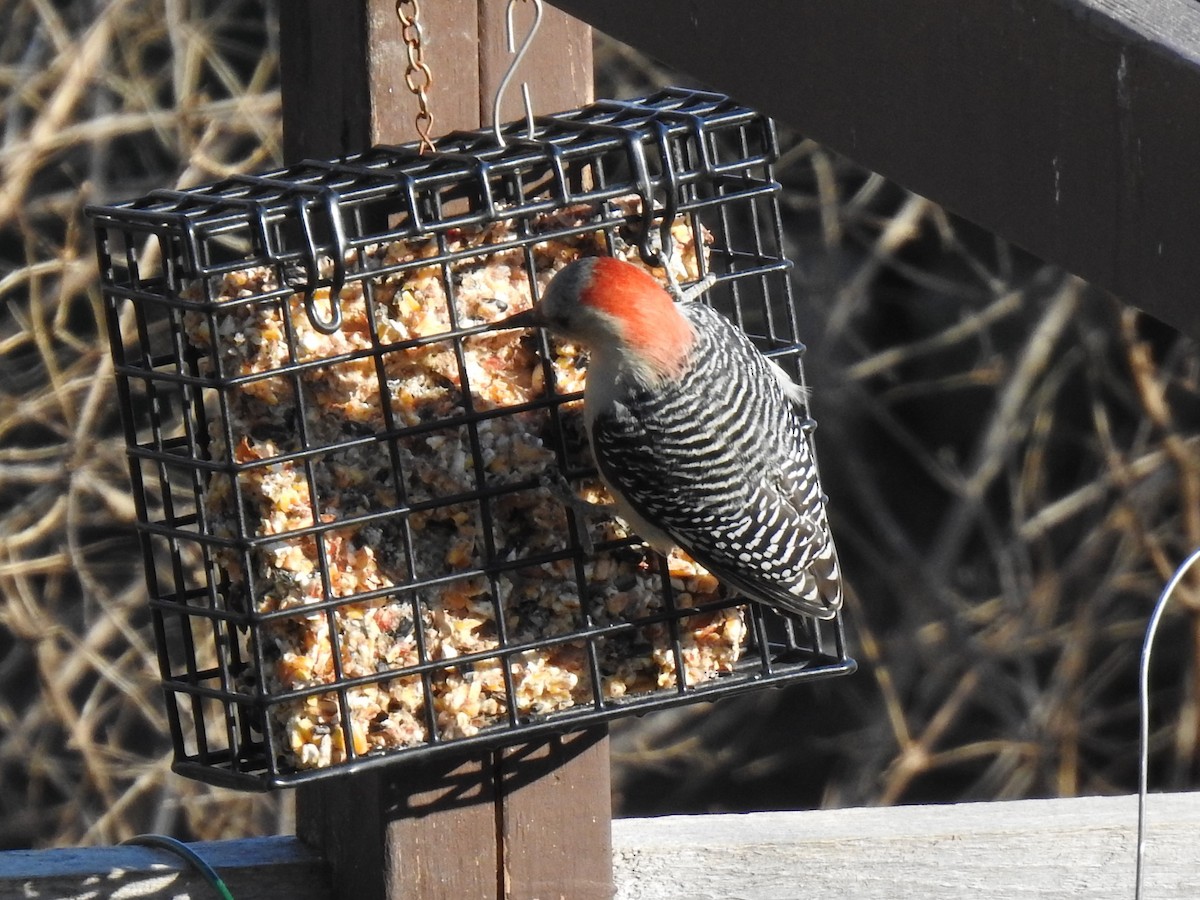 Red-bellied Woodpecker - Steve Mierzykowski